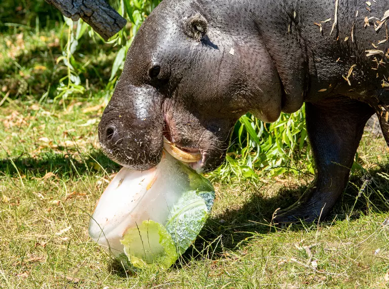 Pygmy hippo Tapon eats an icy treat on a summer's day at Whipsnade Zoo