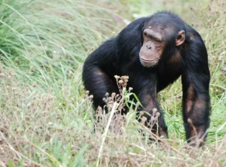 A chimpanzee stands in grass