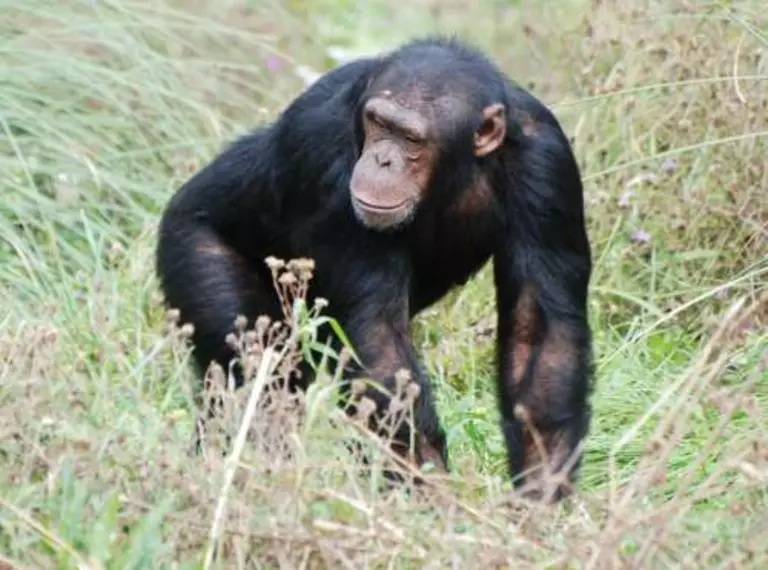 A chimpanzee stands in grass