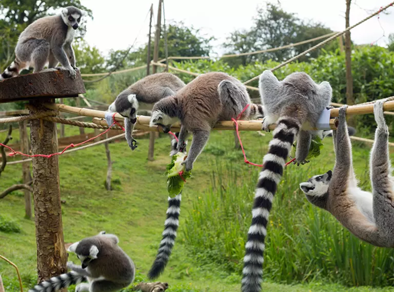 Ring tailed lemurs climbing and eating at Whipsnade Zoo