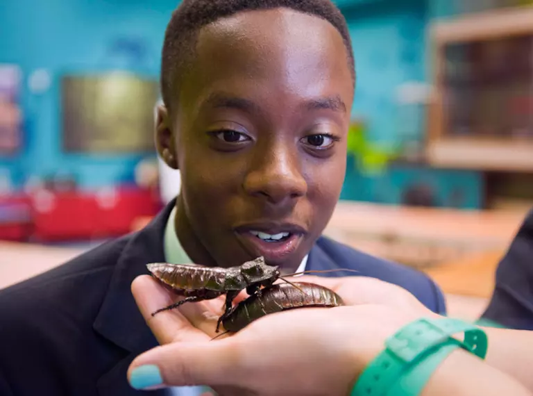 Student at Whipsnade Zoo education workshop looking at hissing cockroaches on a learning officers hands.