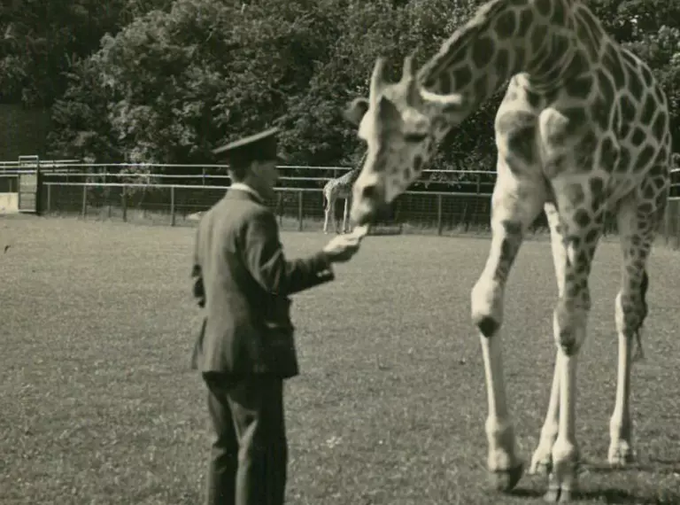 A Zookeeper handfeeds a giraffe