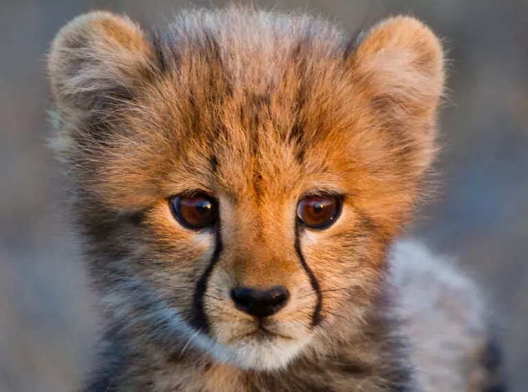 baby cheetah close up