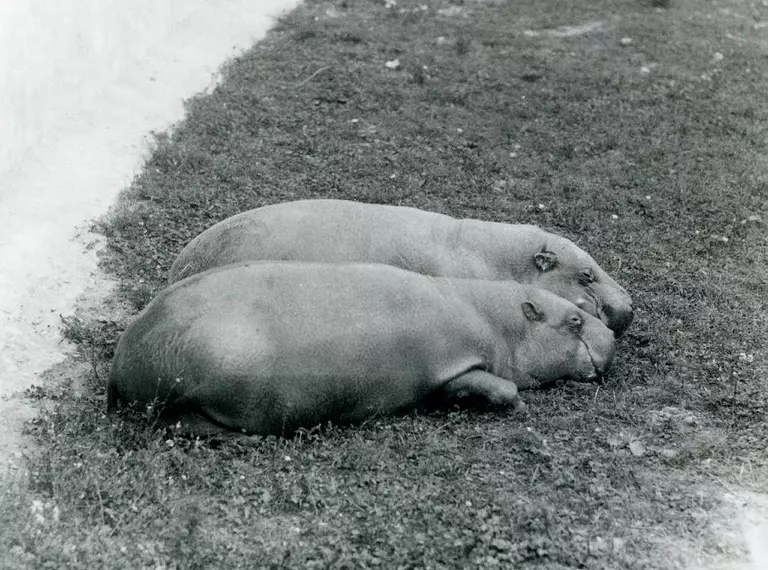 Two Pygmy Hippos resting together on grass, at Whipsnade, in June 1931