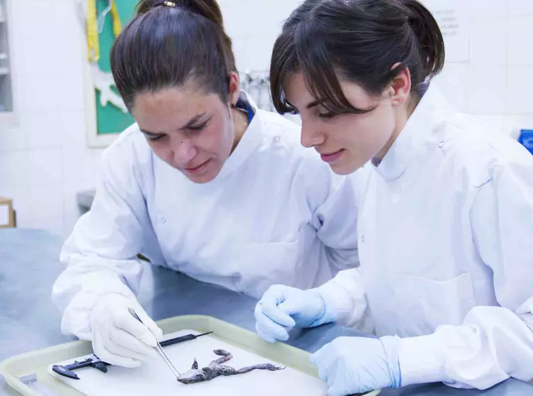 ZSL scientists swabbing a frog in the lab