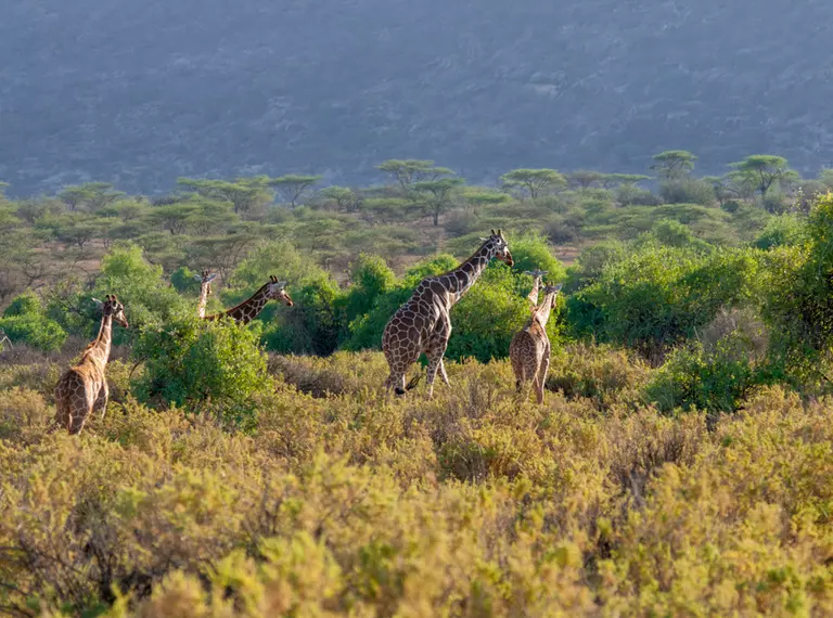 Reticulated giraffe in African savannah 