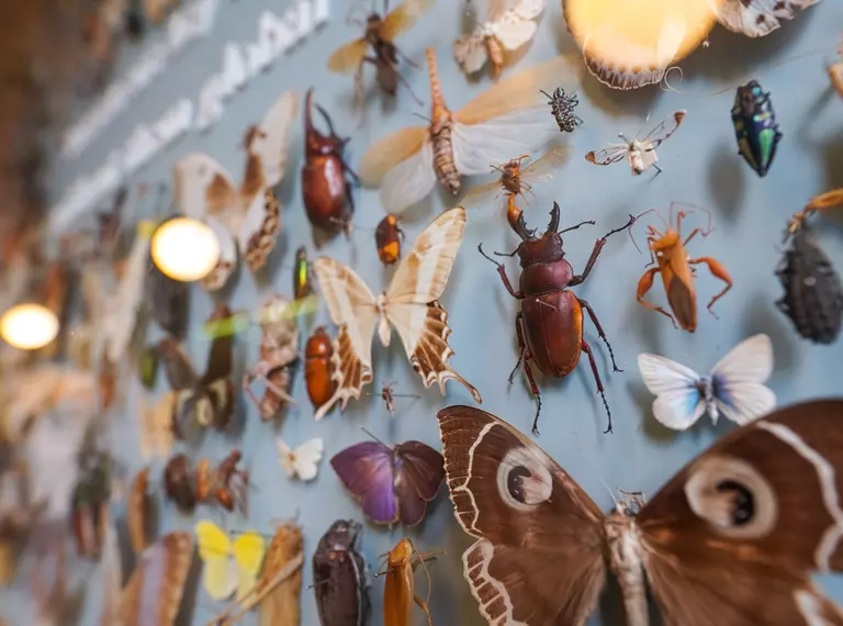 Tropical butterflies and insects pinned on museum's board