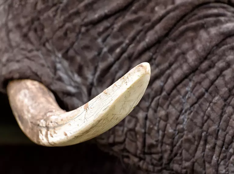African elephant tusk on an elephant 