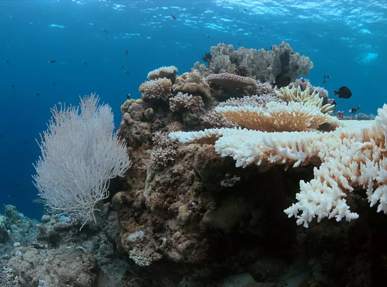 Coral bleaching caused by climate change