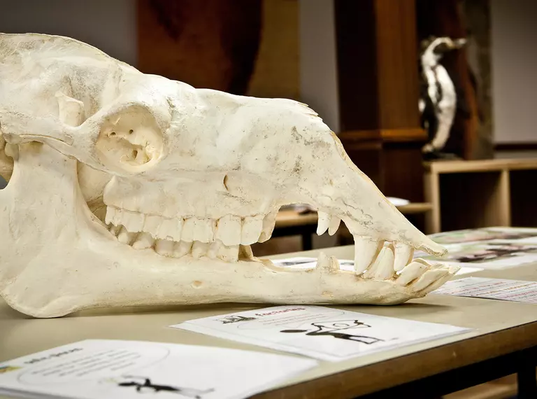 Animal skull on table for education learning session at Whipsnade Zoo