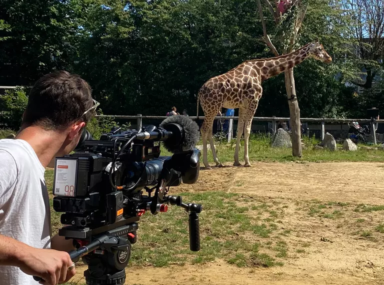 filming a giraffe at whipsnade