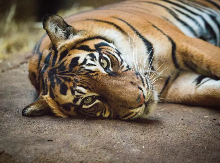 Sumatran Tiger