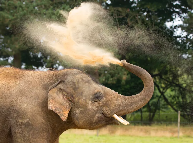 Elephant bathing in sand and dust