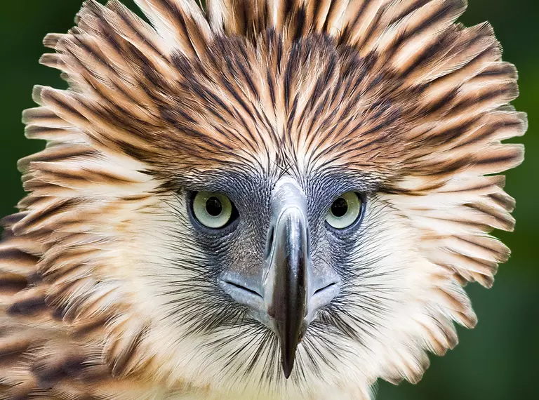Philippine Eagle