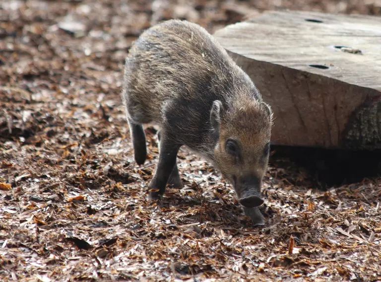 Critically Endangered Visayan warty piglet at Whipsnade Zoo