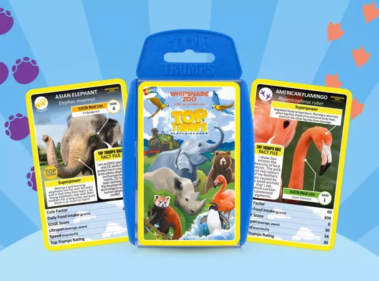 3 Top Trumps cards, including a title card, Asian elephant card and American flamingo card, on a striped blue background with pink flamingo and purple elephant footprints