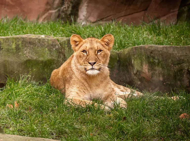 African lioness Winta at Antwerp Zoo