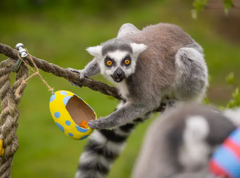 A lemur with and Easter egg at Whipsnade Zoo