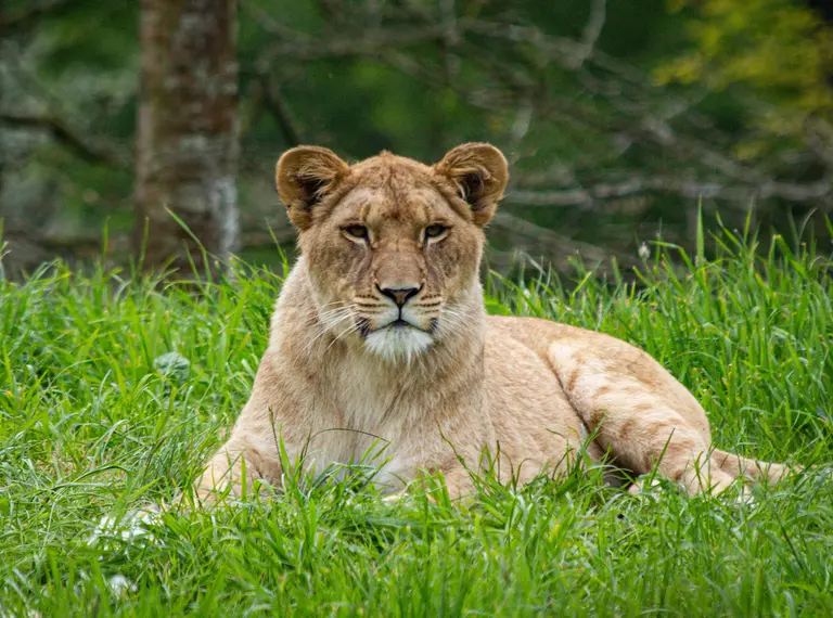 African lioness Winta at Whipsnade Zoo