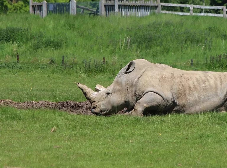 Mikumi the white rhino lying down in her paddock at Whipsnade Zoo