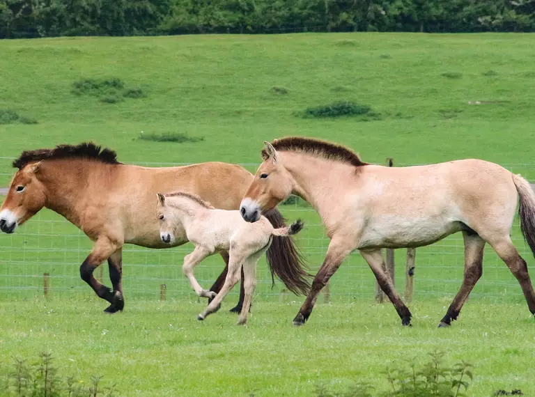 A Przewalski's horse foal running in the paddock with her parents at Whipsnade Zoo