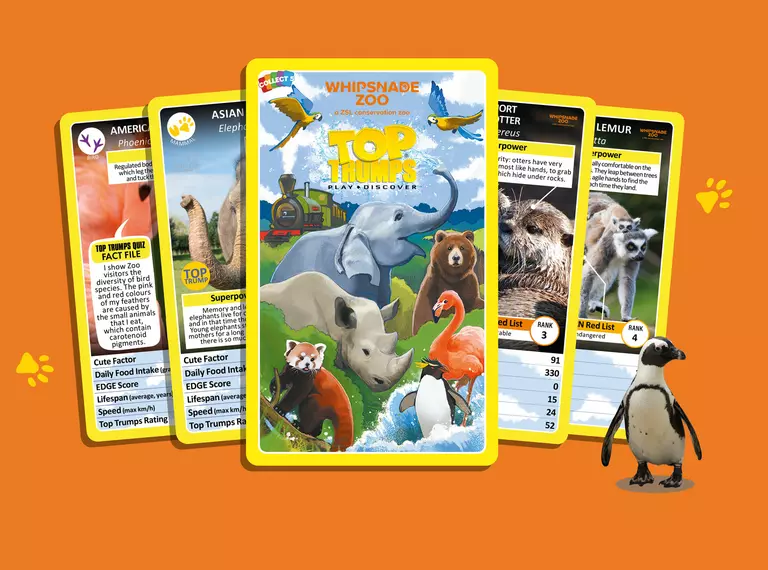 5 fanned giant Top Trumps cards on an orange background with a little penguin to the left hand side, showing the scale of the cards