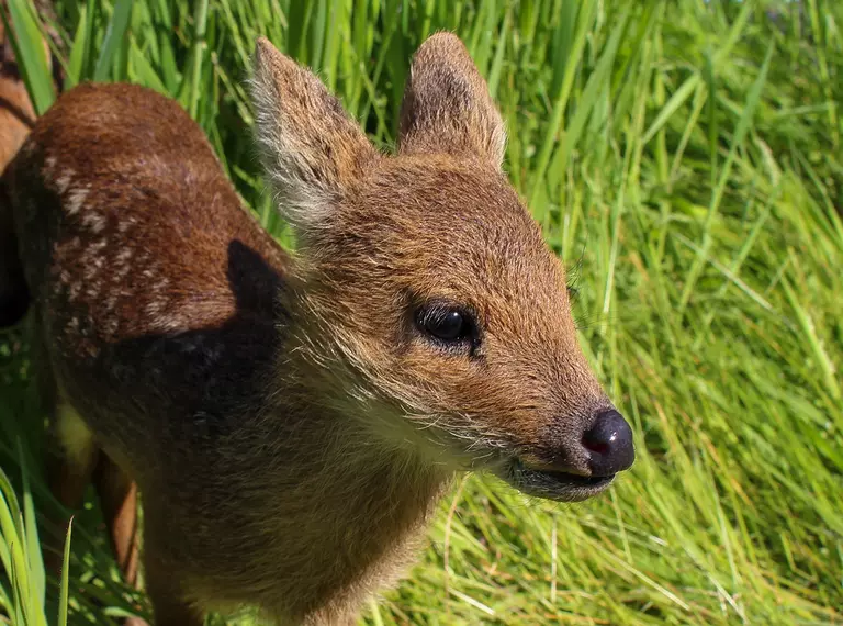 A Chinese water deer in grass at Whipsnade Zoo