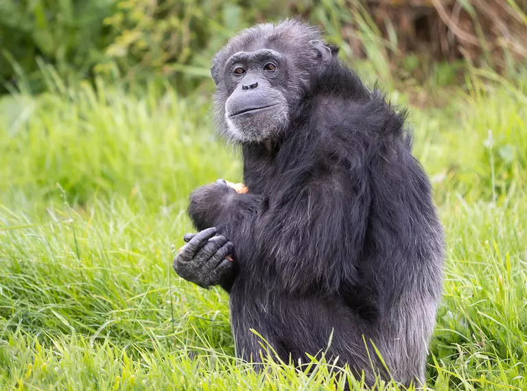 Koko the chimpanzee at Whipsnade Zoo