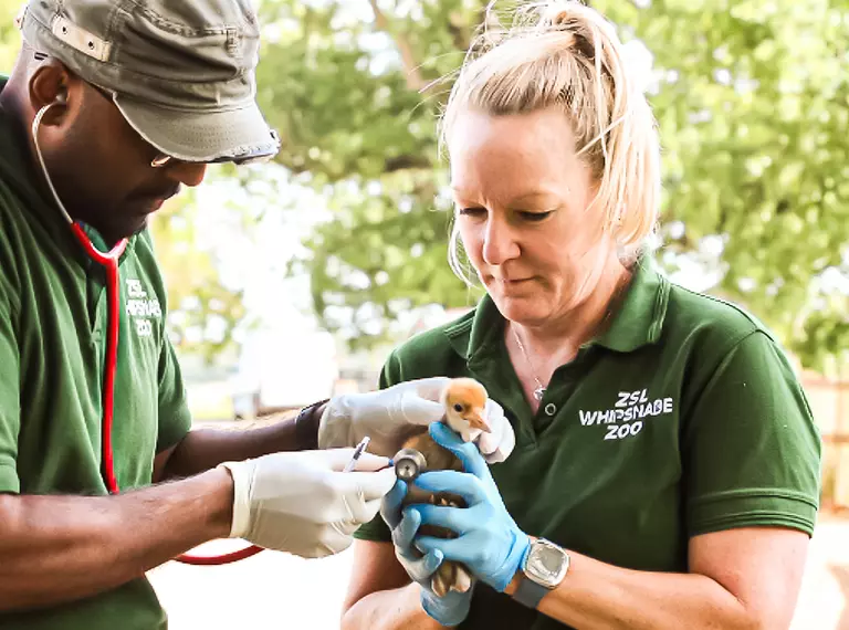 A red-crowned crane chick is checked over by two vets