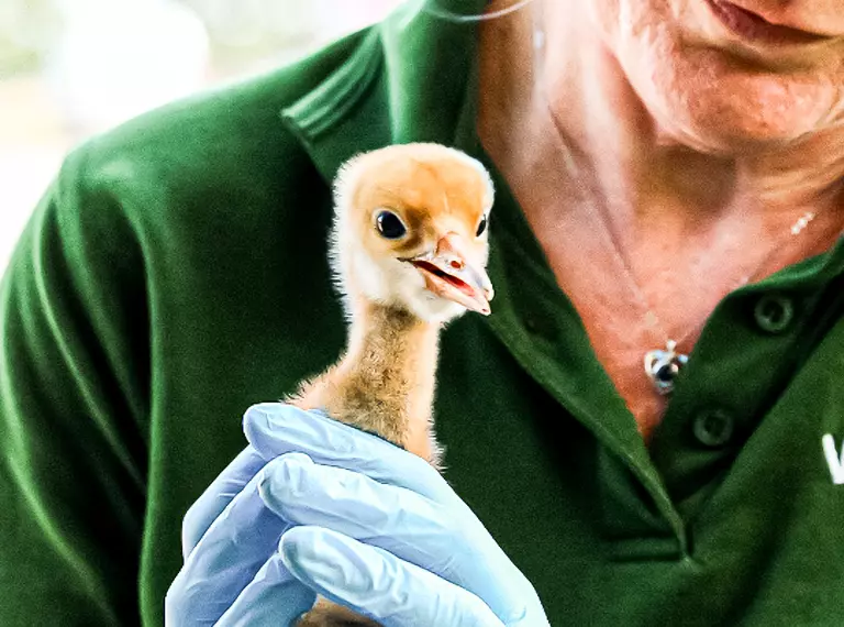 A red-crowned crane being held by a vet wearing blue gloves