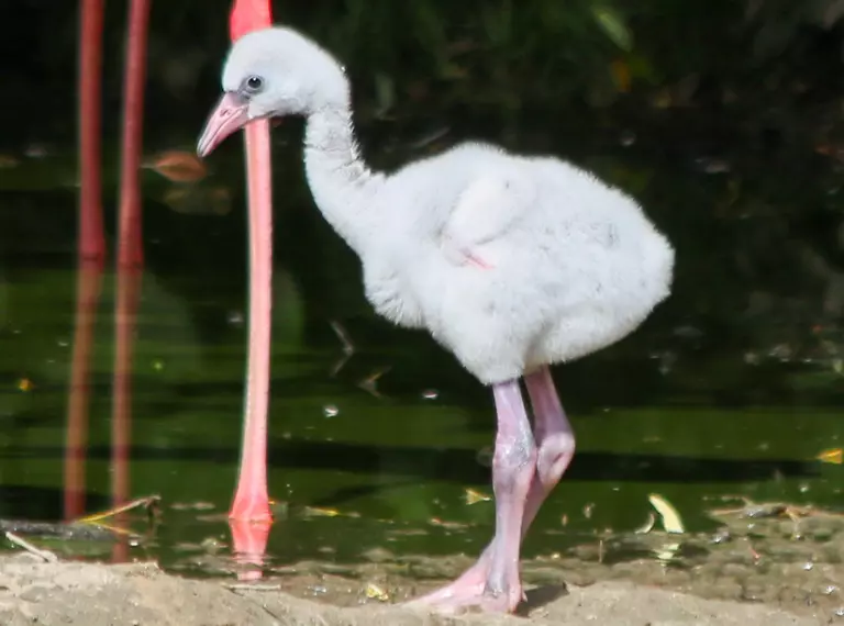 A fluffy grey flamingo chick at Whipsnade Zoo