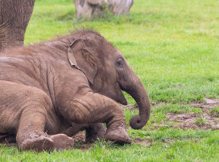 Elephant calf Nang Phaya rolling in the grassy paddock at Whipsnade Zoo