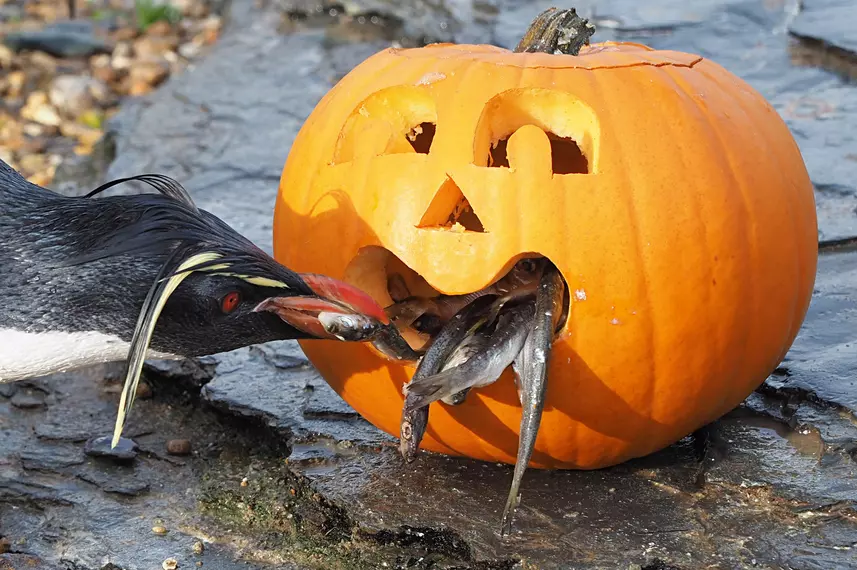 A northern rockhopper penguin leans low to pluck fish out of the mouth of a carved Halloween pumpkin