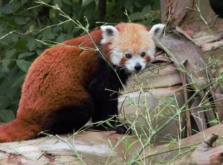 Ruby the red panda at Whipsnade Zoo