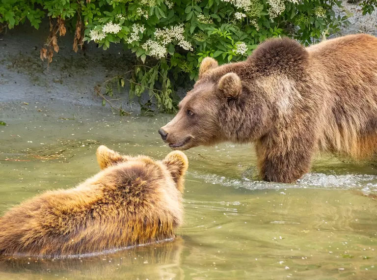 Two brown bears in the pool at Whipsnade Zoo