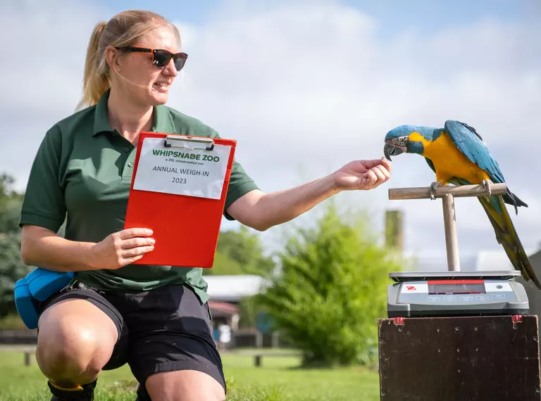 Zookeeper Elizabeth Brown weighing Critically Endangered blue-crested macaw for the Annual Weigh In