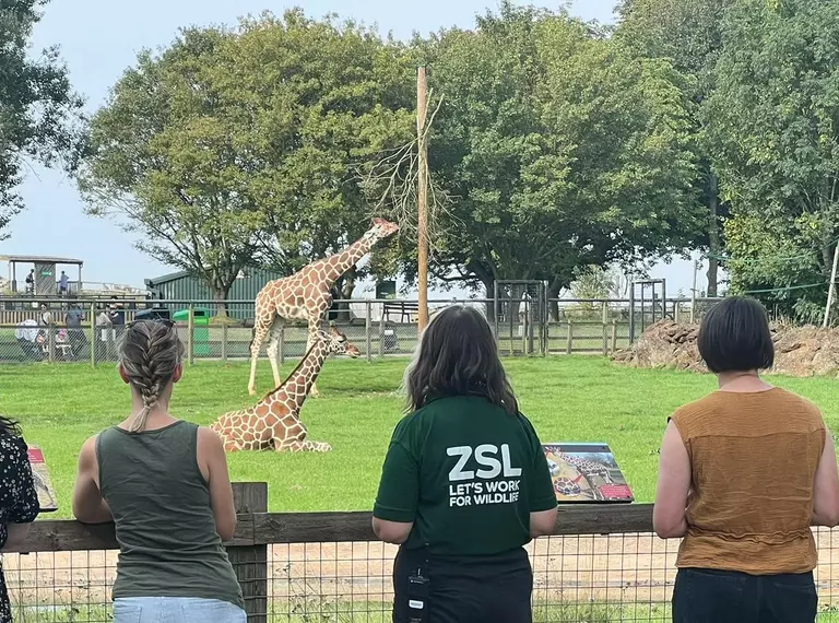 Whipsnade Zoo staff member engaging with teachers at giraffes