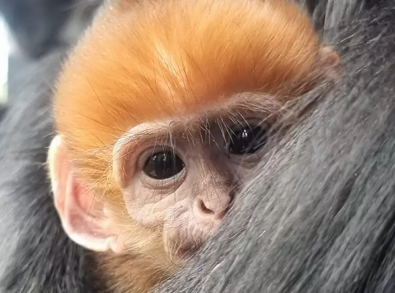 Baby Francois langur pokes head out from under Mum's arm where he is partially hidden. 