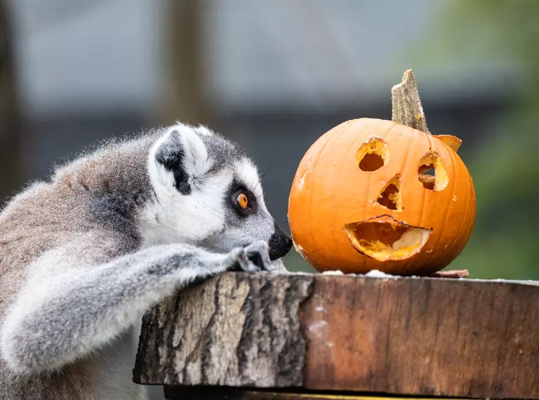 A lemur investigating a pumpkin at Whipsnade Zoo