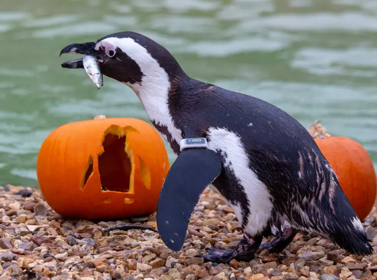Penguin looking to the left, with fish in its mouth and carved pumpkin behind it.