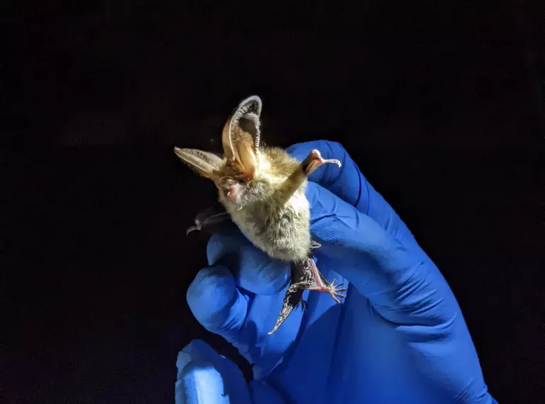 Small circular body with large ears. The bat is held by a gloved hand