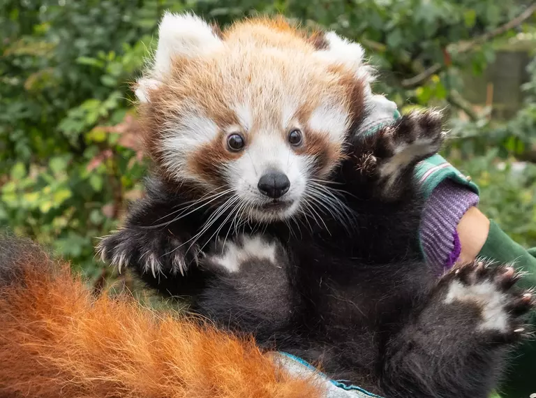 Red panda cub Alex having his health check at Whipsnade Zoo