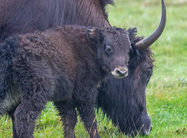Small wooly black yak turns towards the camera while mother tucks into grass