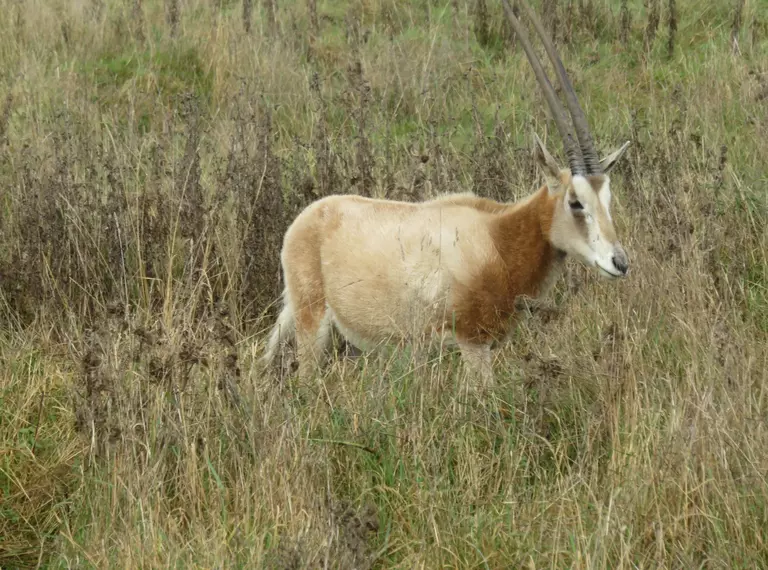 Scimitar horned oryx with large horns walks through long grass