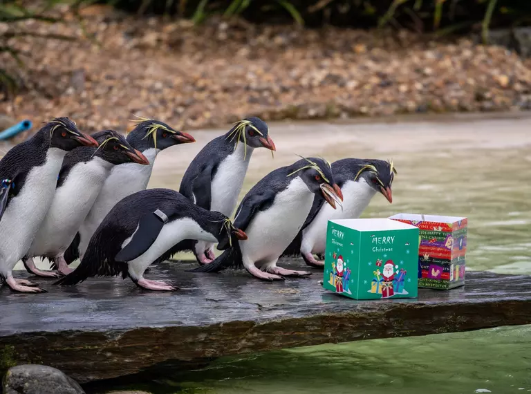A group of rockhopper penguins investigate two Christmas boxes filled with fish