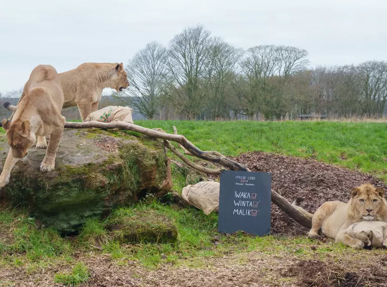 African lions Malik Winta and Waka are counted at Whipsnade Zoo 