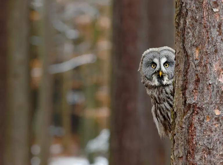 Great gray owl behind a tree