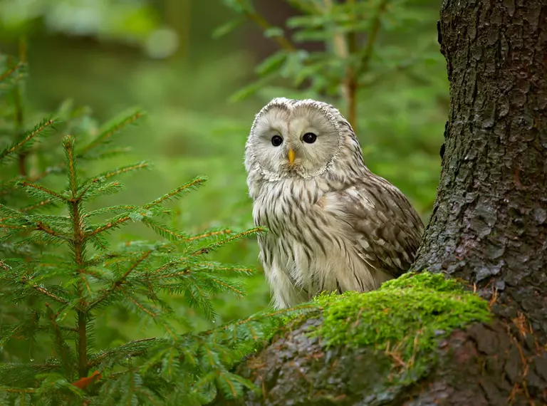 Ural owl perched in forest 