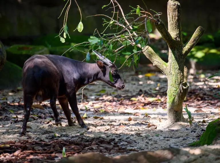 Lowland anoa in a forest