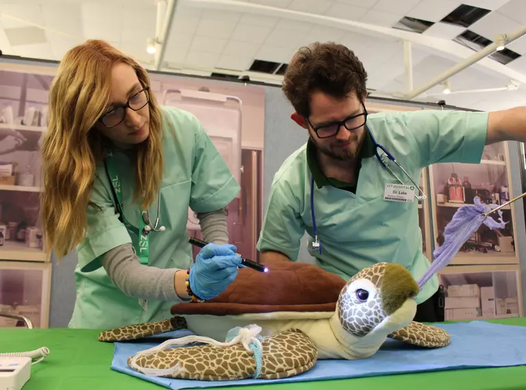 Two vets working on a soft toy turtle